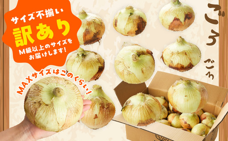 【先行予約】射手矢さんちの泉州たまねぎ 5kg