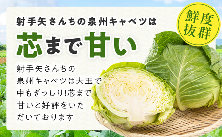 【TVで紹介！】射手矢さんちの泉州キャベツ 5kg【家計応援 2～5玉 新鮮 野菜 やさい 射手矢農園 高評価 訳あり サイズ不揃い 数量限定】