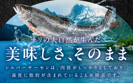 【訳あり】生食用 シルバーサーモン 2kg ポーション【小分け 4-8柵 サイズ不揃い 銀鮭 刺身用 お刺身 魚介 海鮮】