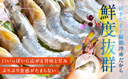 【TVで紹介】泉州車えび 300g