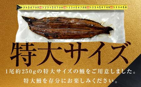 【贈答用】五郎藤 関西風地焼き 国産有頭旨鰻 250g×1尾 計約250g 特大 うなぎ ウナギ 蒲焼き 炭火