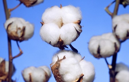 さらりとした国産楊柳敷パッド おまかせ色柄