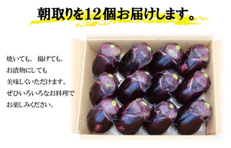 【先行予約】泉州 泉佐野産 ハウス水なす 12個 夏旬の水なすを冬にどうぞ！