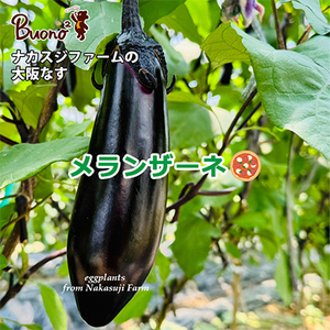 【2枚】富田林・ナカスジファームの大阪なすのメランザーネピッツァ_惣菜・加工品 ピザ  _【配送不可地域：離島】【1531974】