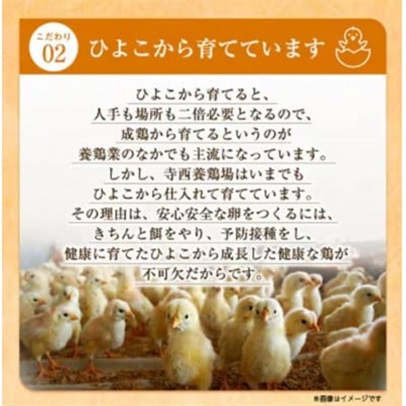 大阪府富田林産　さしみ卵　産直卵25個～30個(季節により個数・サイズが変動します)【1651663】