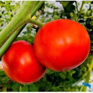 【大阪産】トマト農家のカレー5箱　簡単便利でとってもおいしいあると便利な一品/保存食にも便利【1316537】