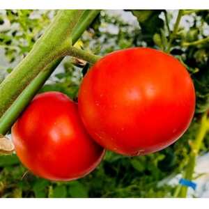 【富田林産】トマト農家のポモドーロ10箱 無水濃厚トマトソース　備蓄・保存食にも便利です!【1431418】