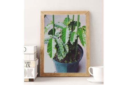 《焙煎直送》お家Cafeセット (焙煎コーヒー3種 計560g)｜自家焙煎 3種 ブレンド モカ エチオピア ブラジル グアテマラ コロンビア ジャマイカ ギフト コーヒーセット お中元 贈答 ギフト [1193]