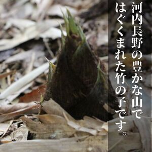 【2026年4月以降順次発送】国産 たけのこ 水煮 根本部分 900g 朝採れを即加工 タケノコ 竹の子 筍 小分け 長期保存 真空パック たけのこご飯 煮物に　