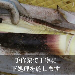 【2026年4月以降順次発送】国産 たけのこ 水煮 根本部分 900g 朝採れを即加工 タケノコ 竹の子 筍 小分け 長期保存 真空パック たけのこご飯 煮物に　