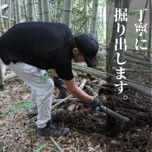【2026年4月以降順次発送】国産 たけのこ 水煮 1.5kg 朝採れを即加工 タケノコ 竹の子 筍 小分け 長期保存 真空パック たけのこご飯 煮物に 河内長野市 送料無料 こだわりの逸品 地域特産品 ギフト 自分用 人気 おすすめ