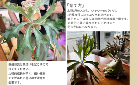 ビカクシダ(コウモリラン)ホワイトホーク P. willinckii white hawk spore