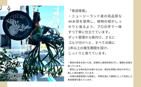 ビカクシダ(コウモリラン)ホワイトホーク P. willinckii white hawk spore