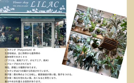 ビカクシダ(コウモリラン)ホワイトホーク P. willinckii white hawk spore