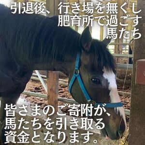 引退馬を救い馬に会える～「Retouch（リタッチ）」支援～ふるさと納税限定　ふれあい招待券