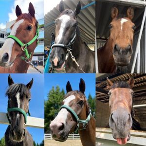 馬の養老牧場　預託利用券3万円分～ホースレスト引退馬の森～