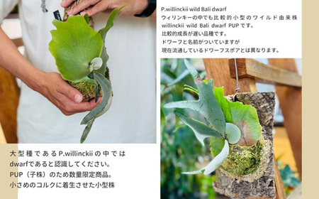 ビカクシダ(コウモリラン) バリドワーフ P.willinckii wild Bali dwarf