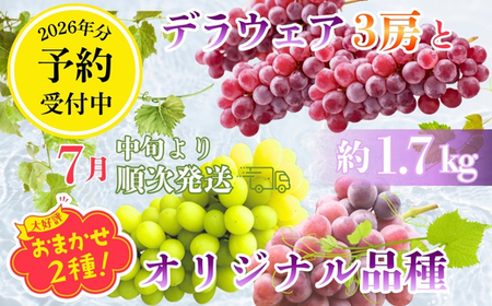 【2026年7月中旬～順次発送】ぶどう詰め合わせ 約1.7kg　デラウエア3房＋ここにしかないオリジナル品種おまかせ2種　希少品種 食べ比べ フルーツ 果物 くだもの 葡萄 中村オリジナルぶどう園 デラウエア ぶどう ブドウ めずらしい 大阪 河内長野 甘い