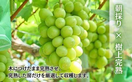 シャインマスカット  約600g 1房＜2026年発送分　先行予約受付中＞