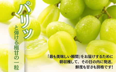 シャインマスカット  約600g 1房＜2026年発送分　先行予約受付中＞