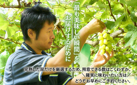 シャインマスカット  約600g 1房＜2026年発送分　先行予約受付中＞