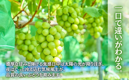 シャインマスカット  約600g 1房＜2026年発送分　先行予約受付中＞