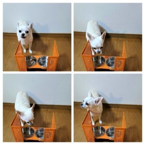 ペット食器台　Ｌ（大）フードボール　オレンジ　3皿　犬　猫　ペット用品　4色展開　