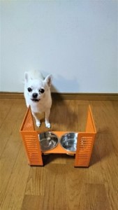 ペット食器台　M（中）クリーム　フードボール　2皿　犬　猫　ペット用品　4色展開