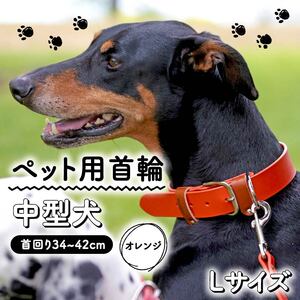 【 ペット 用 】 首輪 中型犬 Lサイズ オレンジ 34-42cm ペット