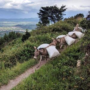 コーヒー豆 #224 ウガンダ ルウェンゾリ ドンキーナチュラル 受注焙煎！310g 珈琲豆  自家焙煎
