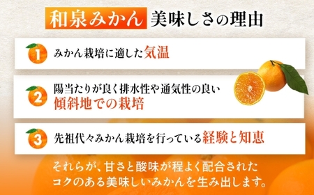 隠れ名産地 蔵出し熟成和泉みかん(中玉・大玉サイズミックス)5kg【1499001】