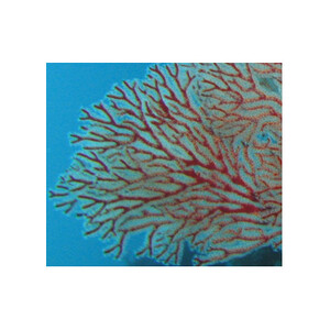 珊瑚のイヤリング(8ミリ玉)【配送不可地域：沖縄県】【1518245】