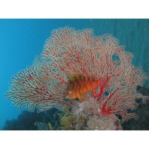 珊瑚と水晶のブレスレット【配送不可地域:沖縄県】【1519787】