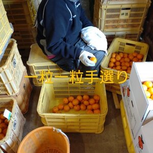 隠れ名産地 和泉みかん温州早生(小玉中玉大玉サイズミックス) 10kg【1535225】