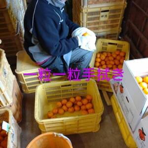 隠れ名産地 和泉みかん温州早生(小玉中玉大玉サイズミックス) 10kg【1535225】