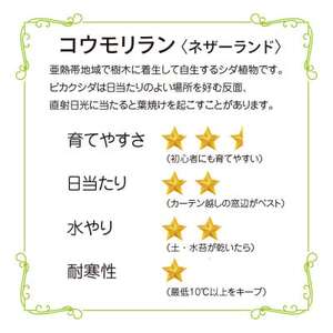 苔玉 コウモリラン/ビカクシダ おしゃれなグリーンインテリア 癒しの植物【1594914】