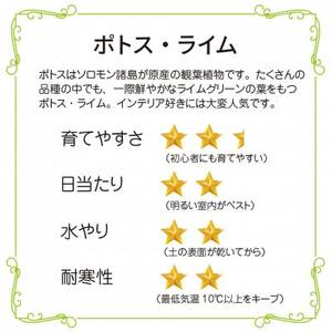 ポトスライムの苔玉 おしゃれなインテリア 300g【1601797】