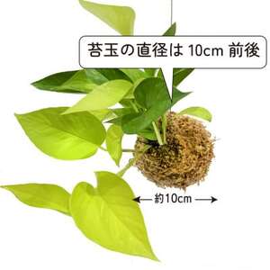 ポトスライムの苔玉 おしゃれなインテリア 300g【1601797】