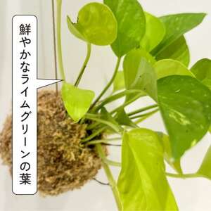 ポトスライムの苔玉 おしゃれなインテリア 300g【1601797】