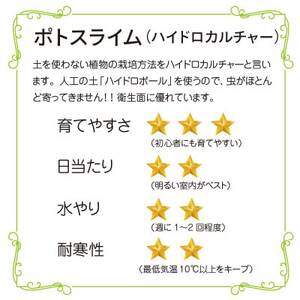 ハイドロカルチャー 観葉植物 ポトス ライム 土を使わない おしゃれなインテリアグリーン【1610627】
