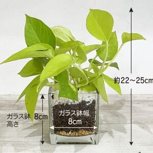 ハイドロカルチャー 観葉植物 ポトス ライム 土を使わない おしゃれなインテリアグリーン【1610627】