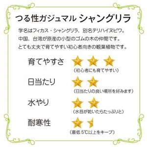 シャングリラ つる性ガジュマル 苔玉 幸福を呼ぶ 観葉植物 2026年3月中旬から発送 【1623430】
