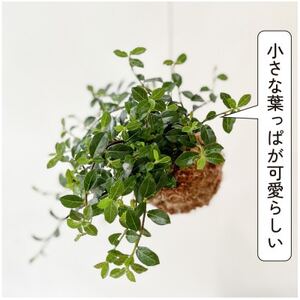 シャングリラ つる性ガジュマル 苔玉 幸福を呼ぶ 観葉植物 2026年3月中旬から発送 【1623430】
