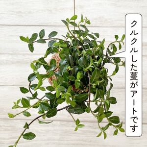 シャングリラ つる性ガジュマル 苔玉 幸福を呼ぶ 観葉植物 2026年3月中旬から発送 【1623430】
