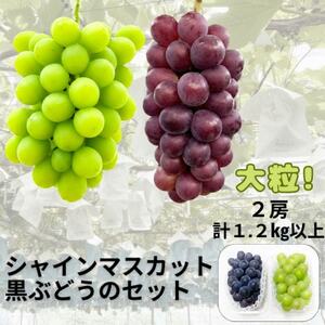 【先行受付】シャインマスカット1房+黒ぶどう1房　合計1.2Kg以上【配送不可地域：離島】【1702312】