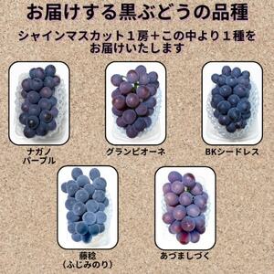 【先行受付】シャインマスカット1房+黒ぶどう1房　合計1.2Kg以上【配送不可地域：離島】【1702312】