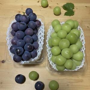 【先行受付】シャインマスカット1房+黒ぶどう1房　合計1.2Kg以上【配送不可地域：離島】【1702312】