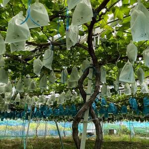 【先行受付】シャインマスカット1房+黒ぶどう1房　合計1.2Kg以上【配送不可地域：離島】【1702312】