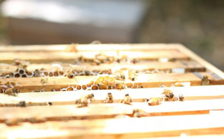 【1種】 いずみつ(百花密) 440g【1502149】