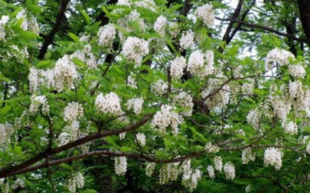 【2種】いずみつ(百花蜜)＆アカシア 200g＆ 食べ比べプラセット　倒立型 蜜切れ抜群ボトル【1502146】